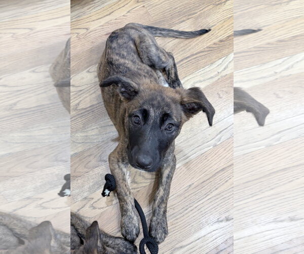 Medium Photo #1 German Shepherd Dog-Holland Shepherd Mix Puppy For Sale in Ball Ground, GA, USA