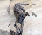 Small German Shepherd Dog-Holland Shepherd Mix
