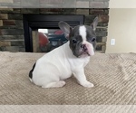 Small Photo #11 French Bulldog Puppy For Sale in HILTON, NY, USA