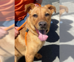 Small #1 American Pit Bull Terrier Mix