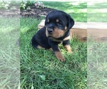 Small Photo #3 Rottweiler Puppy For Sale in GOSHEN, IN, USA