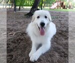 Small #27 Great Pyrenees