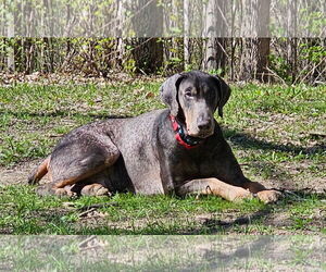 Doberman Pinscher Dogs for adoption in Minneaoplis, MN, USA