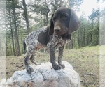 Small Photo #35 German Shorthaired Pointer Puppy For Sale in GRAND ISLAND, NE, USA