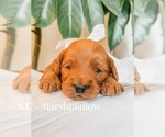 Small Photo #9 Australian Labradoodle Puppy For Sale in RIVERSIDE, CA, USA