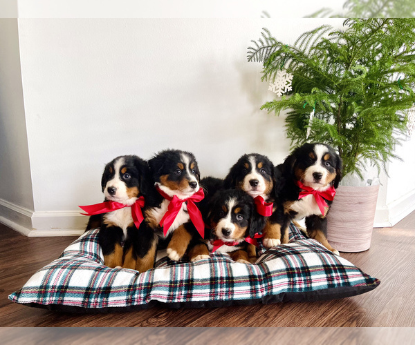Medium Photo #1 Bernese Mountain Dog Puppy For Sale in SIMPSONVILLE, SC, USA