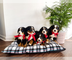 Bernese Mountain Dog Puppy for sale in SIMPSONVILLE, SC, USA