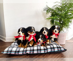 Small Photo #1 Bernese Mountain Dog Puppy For Sale in SIMPSONVILLE, SC, USA