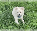 Small Photo #6 Pomeranian Puppy For Sale in BOSTON, MA, USA