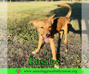 Rosalee - Female Chow Chow-Unknown Mix Dog for Adoption - Photo #18