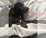 Small Photo #2 Dachshund-Unknown Mix Puppy For Sale in Raleigh, NC, USA