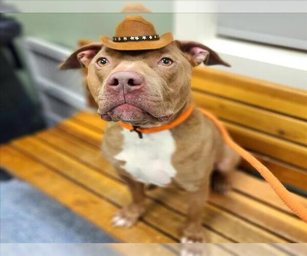 Medium Photo #3 American Pit Bull Terrier Puppy For Sale in Long Beach, CA, USA