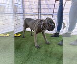 Small #8 Mutt