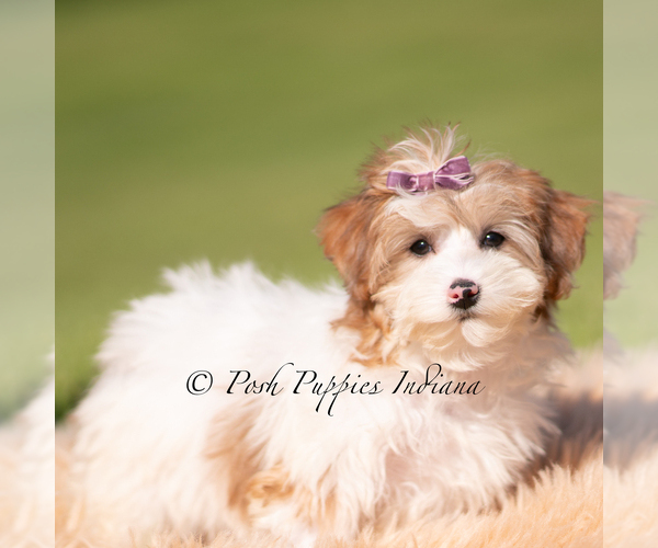 Medium Photo #5 Yorkipoo Puppy For Sale in WARSAW, IN, USA