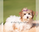 Small #4 Yorkipoo