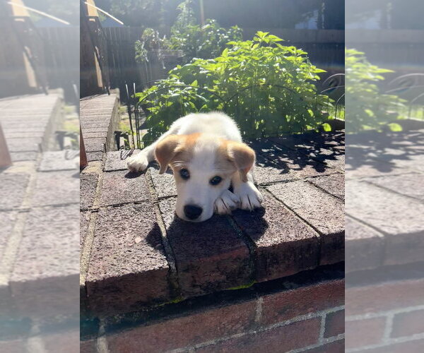 Medium Photo #8 Great Pyrenees-Unknown Mix Puppy For Sale in Brewster, NY, USA