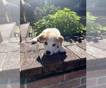 Small #7 Great Pyrenees Mix