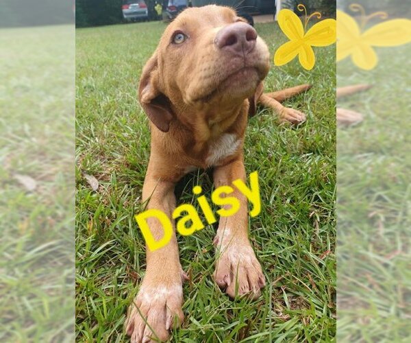 Medium Photo #1 Labrador Retriever-Unknown Mix Puppy For Sale in Mobile, AL, USA