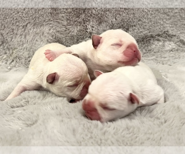 Medium Photo #3 French Bulldog Puppy For Sale in HUDSONVILLE, MI, USA