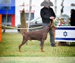 Small #14 Doberman Pinscher
