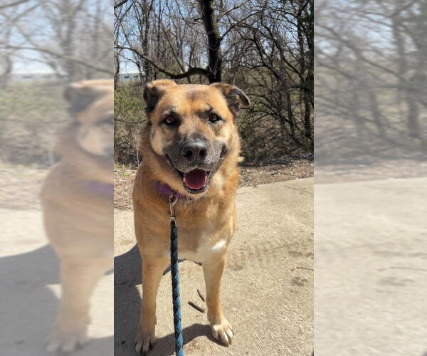 Medium Photo #2 Mutt Puppy For Sale in Oskaloosa, IA, USA