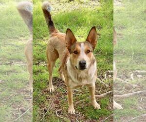 - Mix Dogs for adoption in Cabool, MO, USA