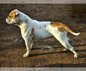 American Bulldog Puppy for sale in TULSA, OK, USA