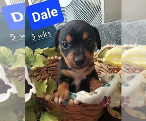 French Bull Weiner Puppy for sale in CLAYTON, NJ, USA