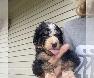 Bernedoodle-Poodle (Standard) Mix Puppy for sale in CENTRAL CITY, IA, USA