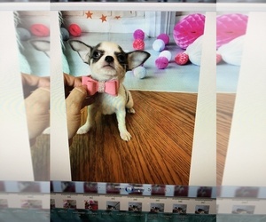 Chihuahua Puppy for sale in TRACY, CA, USA