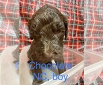 Small Photo #21 Doodle-Goldendoodle Mix Puppy For Sale in FAISON, NC, USA