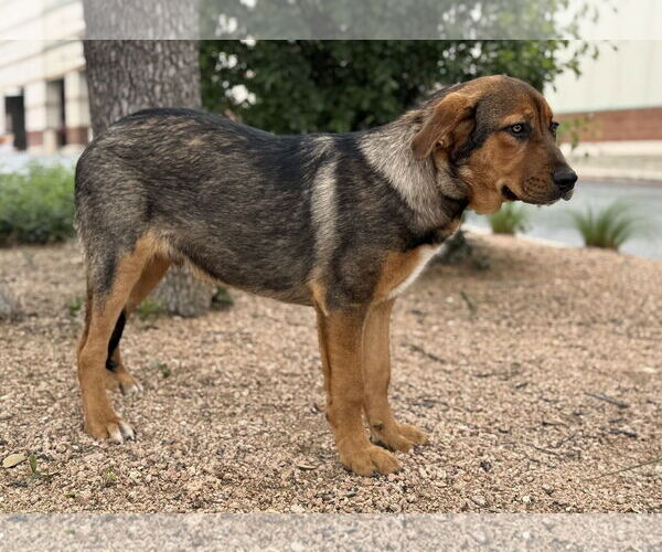 Medium Photo #8 Mutt Puppy For Sale in PIPE CREEK, TX, USA