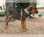 Small #7 Mutt