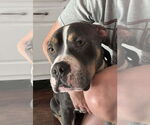 Small #4 American Pit Bull Terrier Mix