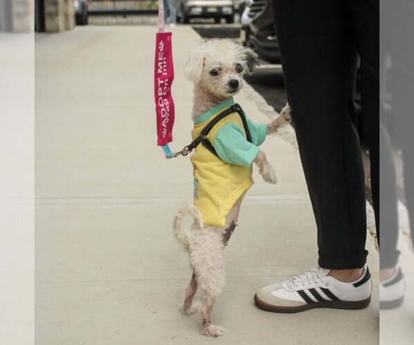 Medium Photo #3 Shih Tzu-Unknown Mix Puppy For Sale in Oakhurst, NJ, USA