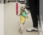 Small #2 Shih Tzu Mix