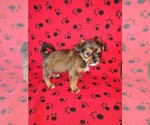 Small #8 Shorkie Tzu