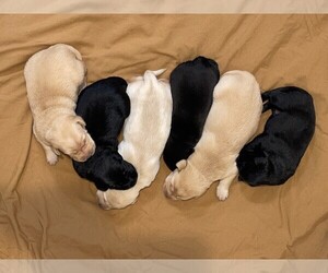 Labrador Retriever Litter for sale in BROWNS VALLEY, CA, USA