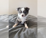 Puppy LongHairedMale Chihuahua