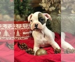 Small Photo #1 Boxer Puppy For Sale in SHREVE, OH, USA