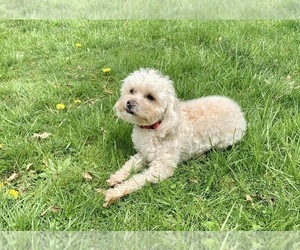 Maltipoo Puppy for sale in ROCKVILLE, MD, USA