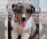 Puppy BMM Australian Shepherd