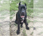 Puppy 1 Cane Corso