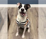 Small Pointer Mix