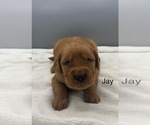 Small #3 Golden Retriever