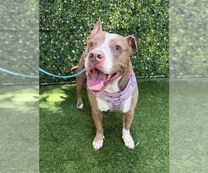 Mutt Dogs for adoption in Naples, FL, USA