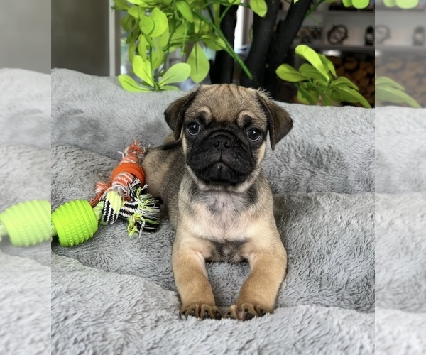 Medium Photo #4 Pug Puppy For Sale in FRANKLIN, IN, USA