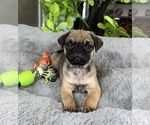 Small #3 Pug
