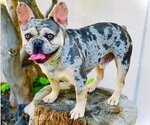 Small Photo #1 French Bulldog Puppy For Sale in BLAKESBURG, IA, USA