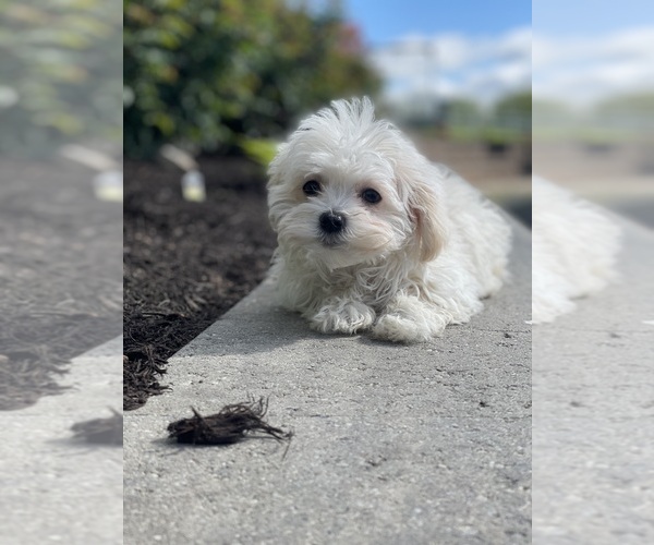 Medium Photo #6 Havanese Puppy For Sale in CANOGA, NY, USA